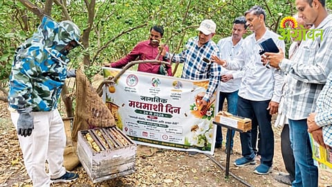 Bee Conservation