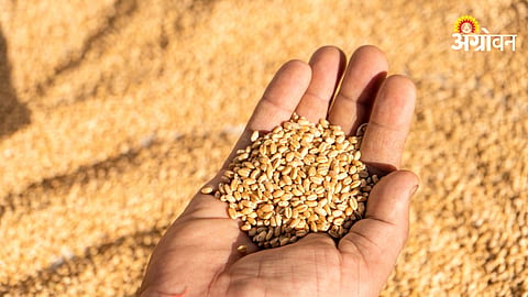 Wheat Procurement