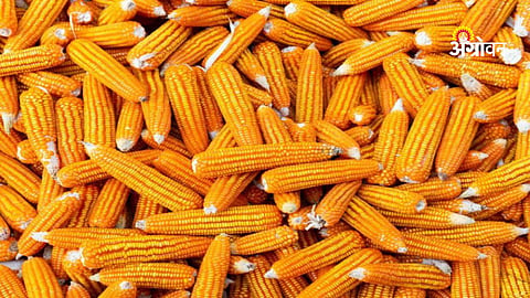 Domestic maize demand projection in India by 2030-31
