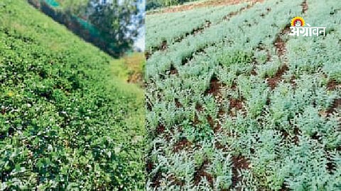 West Asia conflict and its direct impact on international agricultural inputs