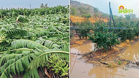 Pre monsoon thunderstorm and heavy rain damages crops in Maharashtra