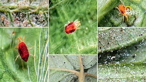 Strawberry pest and disease management guide