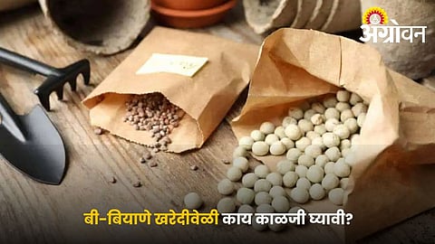 Seed Buying Guide for Better Crop Production