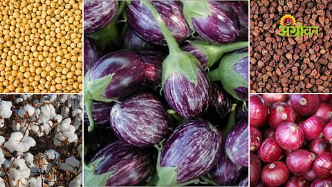 Krishi utpanna bazar samiti daily crop rates