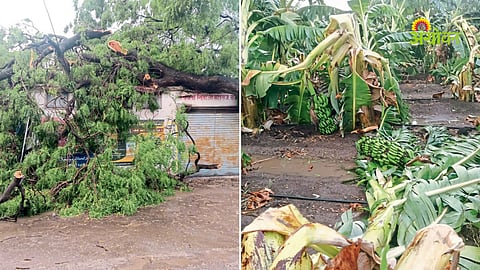 Impact of heavy pre monsoon showers on agriculture 2026