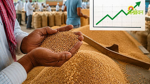Kharif crop prices will stay above MSP this year