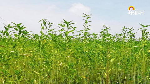 Commercial jute farming in Vidarbha