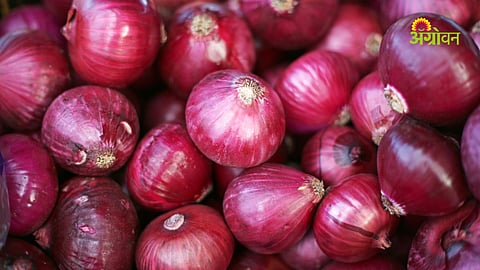 Impact of fuel shortage on onion auctions in Maharashtra APMCs