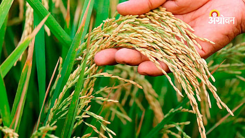 Maharashtra government paddy farmer bonus status 2026