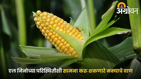 Drought Tolerant Maize Varieties for Low Rainfall