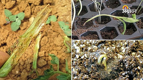 How to prevent fusarium wilt in tomato nursery