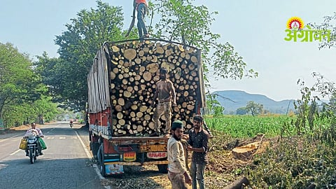 Illegal Tree Cutting
