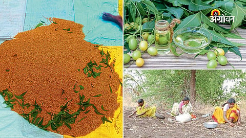 Homemade organic pesticide using neem leaves and seeds