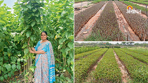Success story of an independent modern farmer in Maharashtra