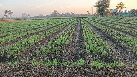 Benefits of picnic farming over traditional organic farming