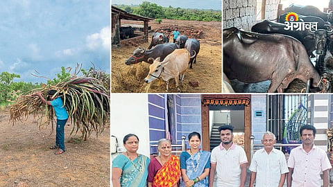 Success story of a young dairy and poultry farmer in Sindhudurg