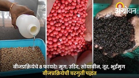 Seed Treatment Tips for Soybean, Pigeon Pea and Groundnut, Tur