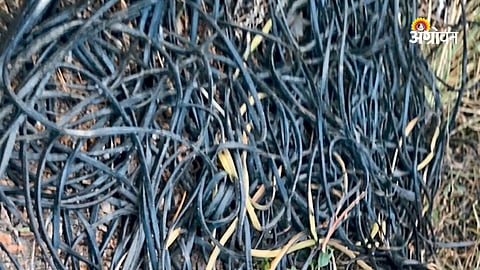Agricultural pump cable theft in Junnar Maharashtra