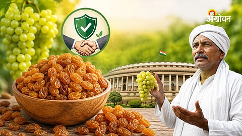 Government support for Indian raisin industry