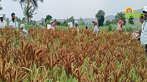 Summer Ragi Farming
