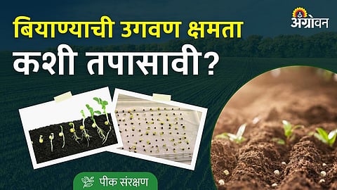 how to test seed germination at home