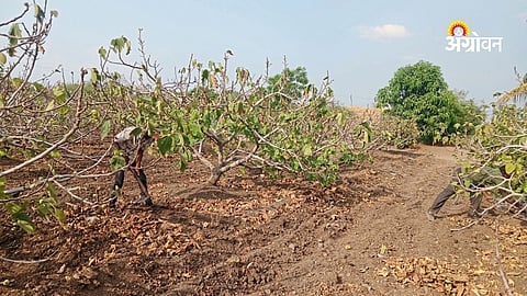 Fig farming activity increases in Purandar