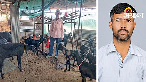 Goat Farming Management