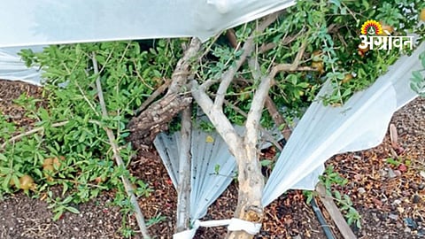 Pomegranate Orchard Damage