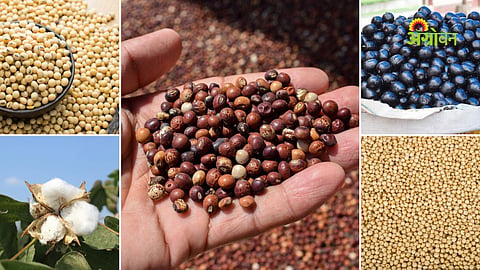 Maharashtra agricultural market update
