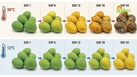Cold storage technology for mango preservation