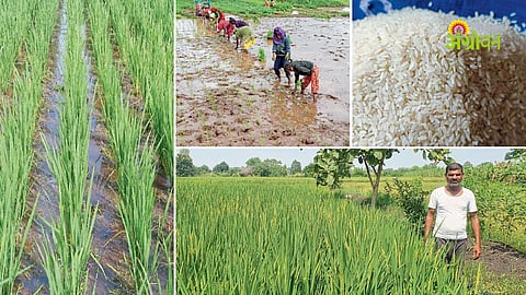 Four point technology in paddy farming Maharashtra