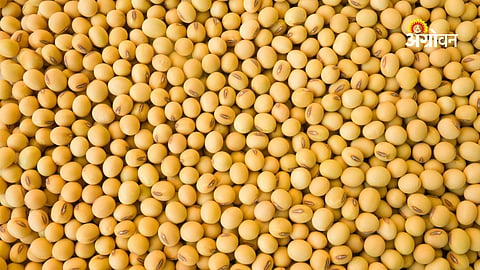 Soybean market and crop production update