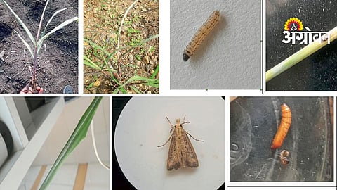 Sugarcane Pest Control