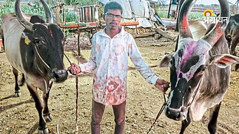 Latur farmer booked over bullock transport suspicion
