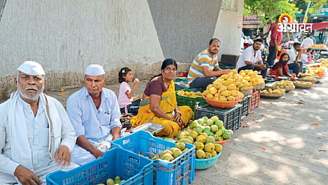 Demand for gavran mangoes increasing in rural areas