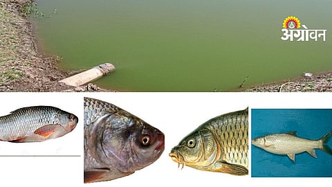 Carp Fish Conservation