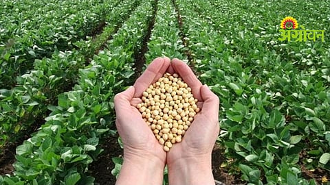 Soybean Seed Test