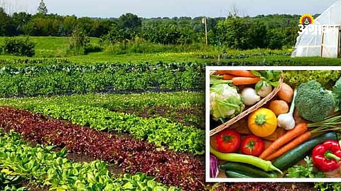 Vegetable Farming