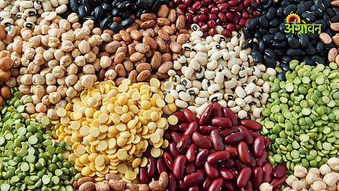 India pulses imports decline due to strong domestic production