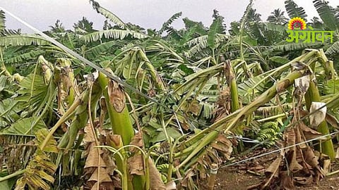 Rain Crop Damage