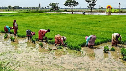 Pune district rice farming preparations