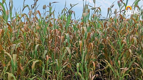 Jowar Rust Disease