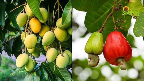 Mango and cashew orchard farmer issues in Konkan