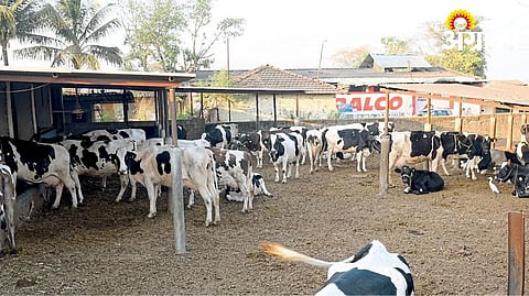 Scientific Dairy Farming