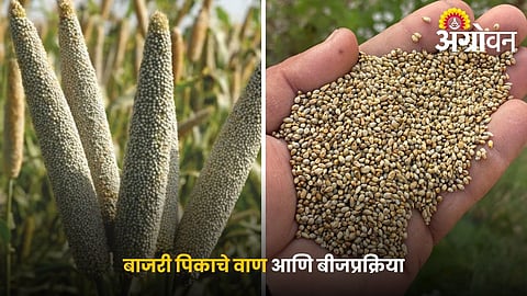 Best Bajra Varieties for Drought Conditions and Higher Yield