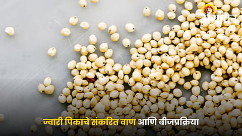 Proper Seed Treatment Method for Jowar Farming