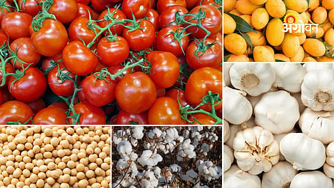 Maharashtra crop market price