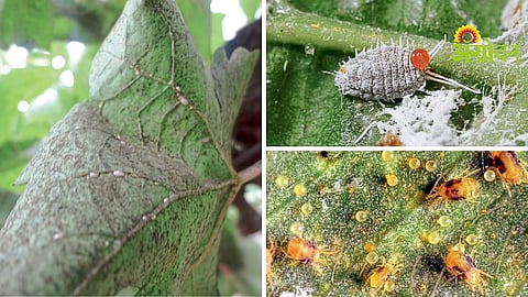 Grape Pest Control