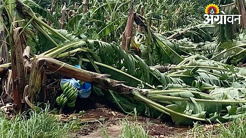 Unseasonal Rain Damages Banana Crop in Mudkhed Taluka