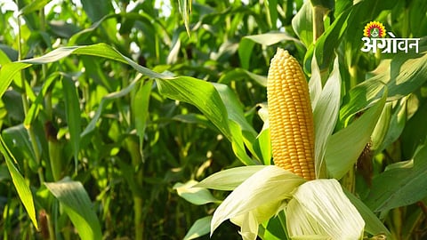 Kharif Season